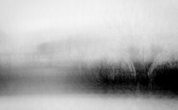 Baumfahrt (Mario Heide)